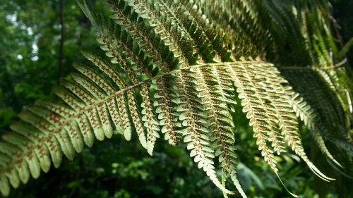 Beautiful Green Fern Macro photo