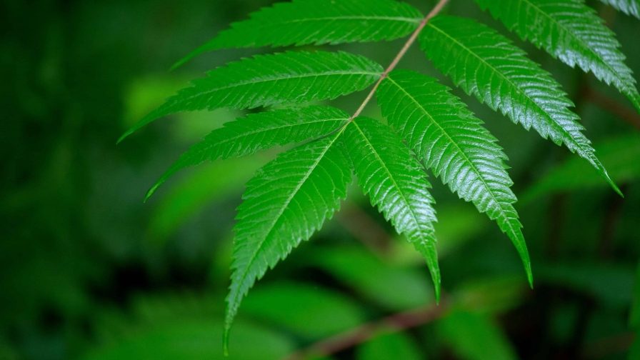 Beautiful green fern macro photo