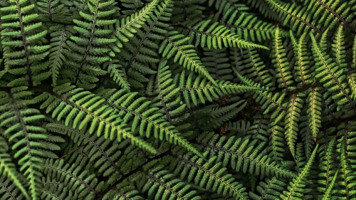 Beautiful Green Fern Macro