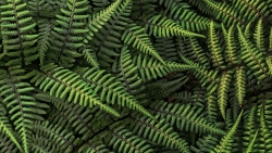 Beautiful Green Fern Macro