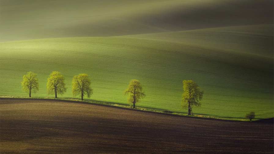 Beautiful Green Field and Trees