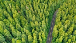 Beautiful Green Fir Forest and Road Aerial View