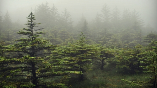 Beautiful Green Foggy Forest and Spruces