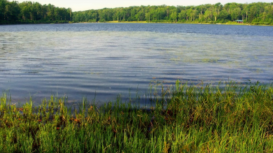 Beautiful Green Grass and Forest with Lake