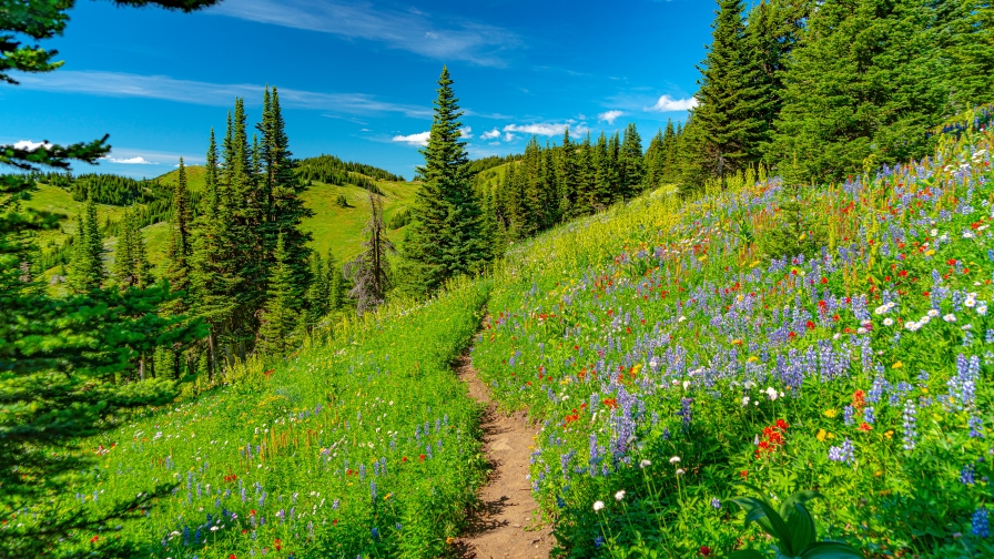 Beautiful Green Grass and Trees on Slope