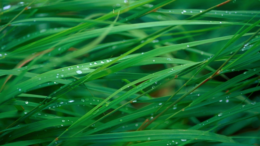 Beautiful Green Grass and Water Drops