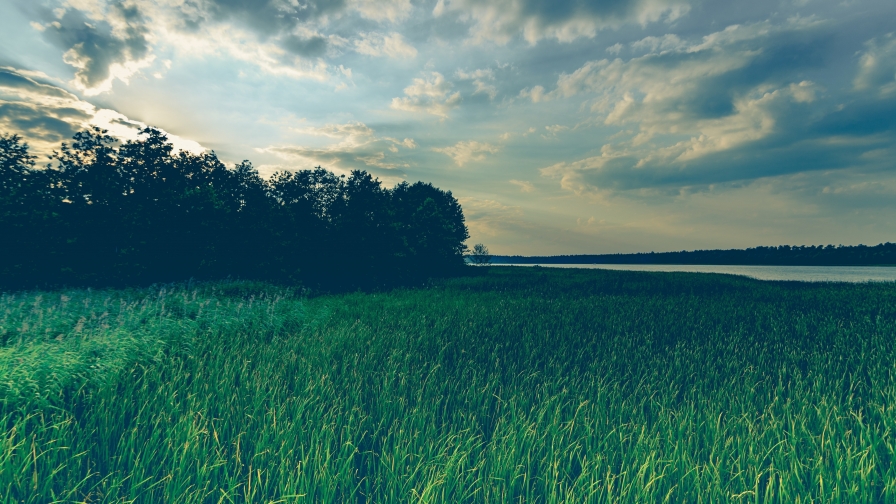 Beautiful Green Grass in Field and Forest