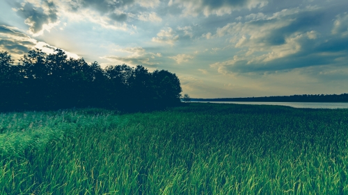 Beautiful Green Grass in Field and Forest