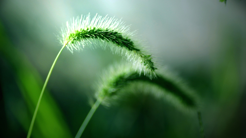 Beautiful Green Grass Macro