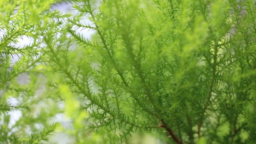 Beautiful green grass macro