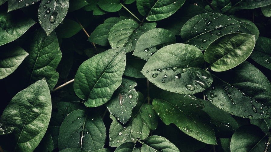 Beautiful Green Leaves and Water Drops