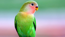 Beautiful Green Parrot