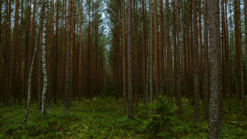 Beautiful Green Pine Forest