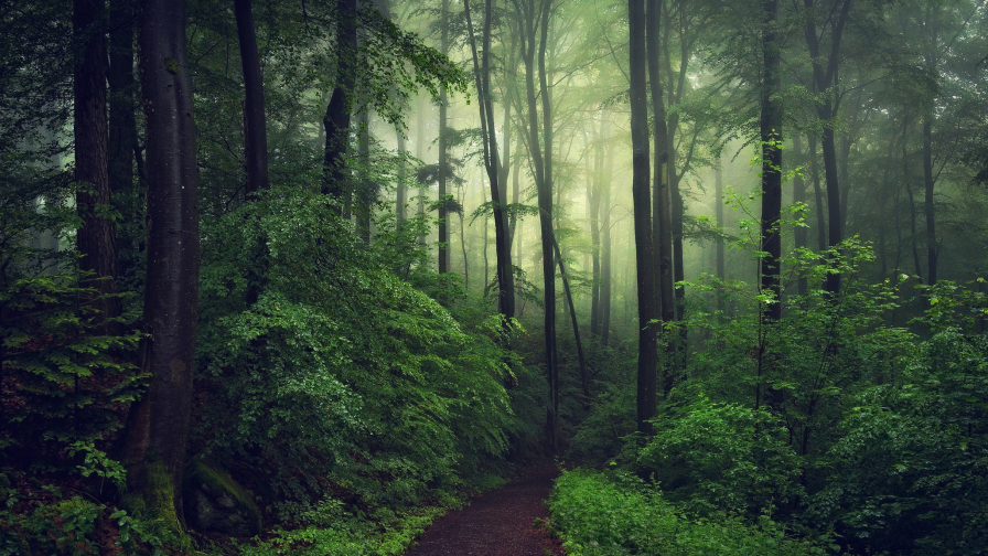 Beautiful Green Pine Forest and Fog