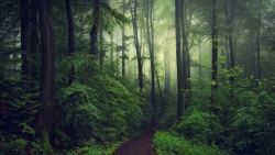 Beautiful Green Pine Forest and Fog