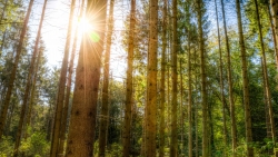 Beautiful green pine forest and sunlight