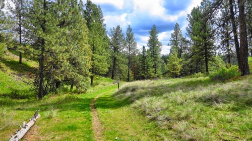 Beautiful green pine forest and sunlight