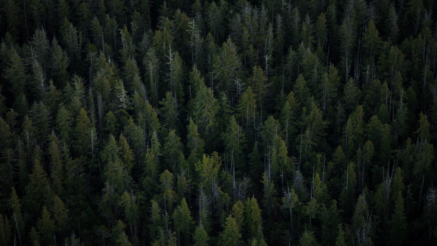 Beautiful Green Pine Forest