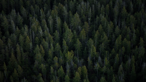 Beautiful Green Pine Forest