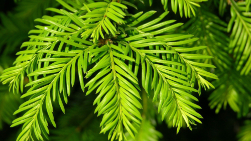 Beautiful Green Spruce Branch
