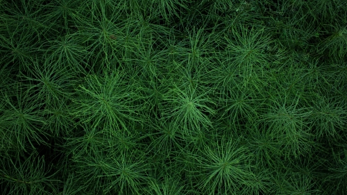 Beautiful Green Spruce Macro Photo
