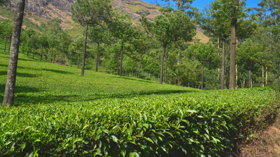 Beautiful green tea estate and mountain