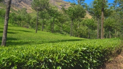 Beautiful green tea estate and mountain