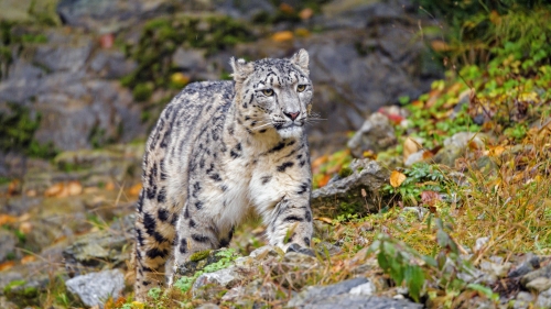 Beautiful Irbis Snow Leopard