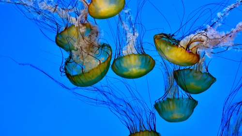 Beautiful Jellyfishes with Long Tentacles Underwater