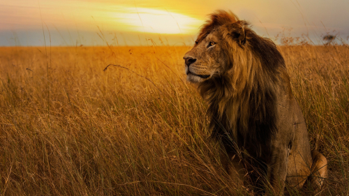 Beautiful Lion in the Yellow Field