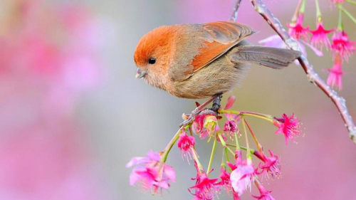Beautiful Little Orange Brown Bird on Branch