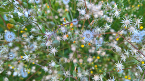 Beautiful Little White Flowers and Grass