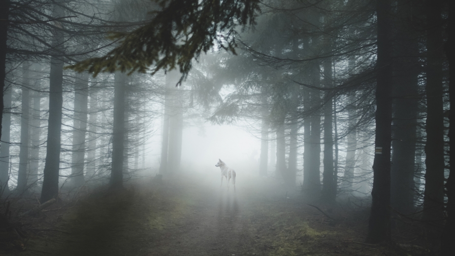 Beautiful Lone White Wolf and Majestic Forest Trees