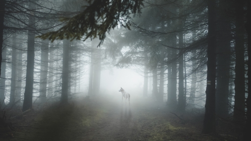 Beautiful Lone White Wolf and Majestic Forest Trees