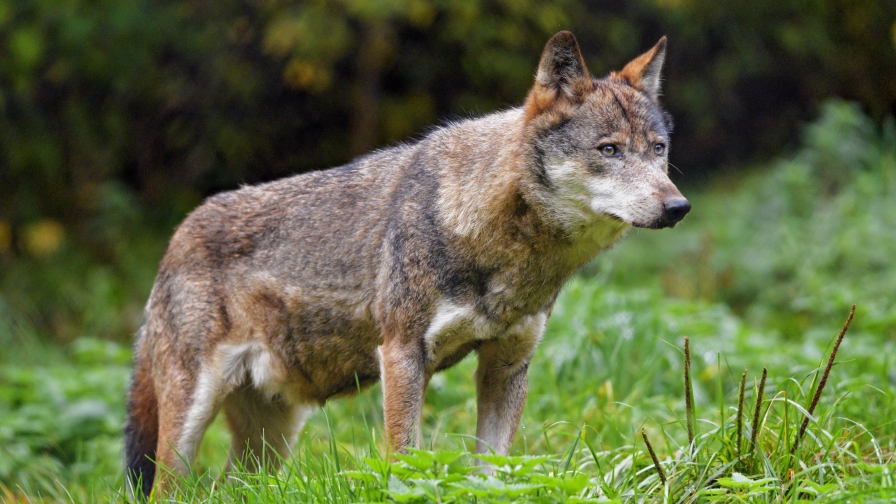 Beautiful Lone Wolf on Green Grass