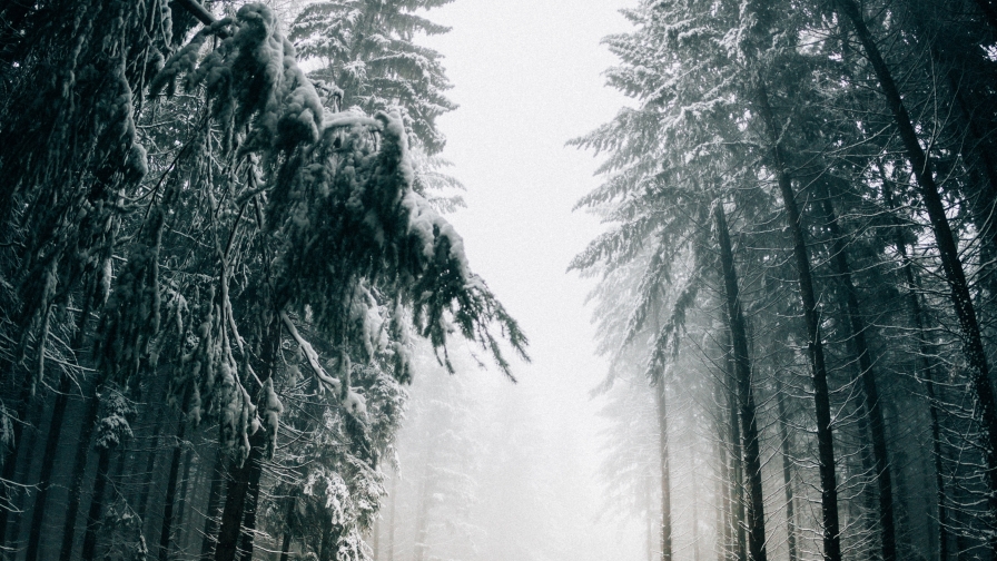 Beautiful Long Road and Fog in Forest