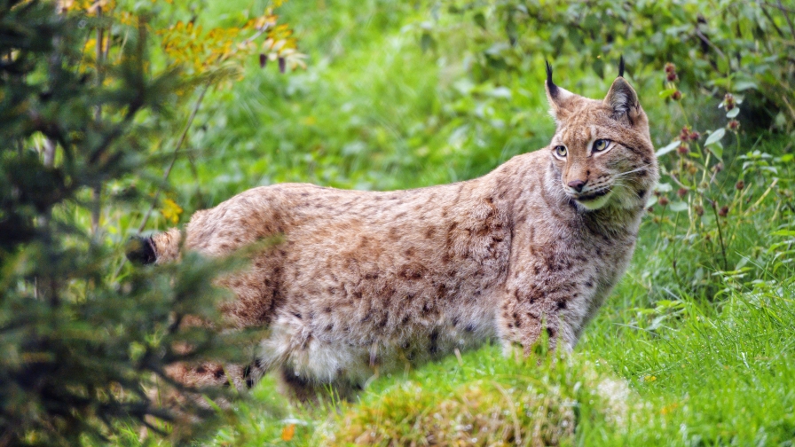 Beautiful Lynx Predator