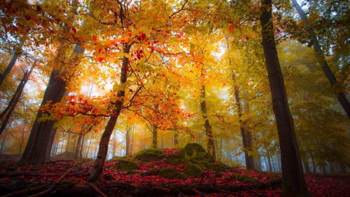 Beautiful Maples in Autumn Forest
