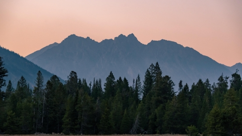 Beautiful Mountains and Spruce Trees in Forest