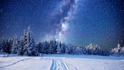 Beautiful Night in Winter Forest and Starry Sky