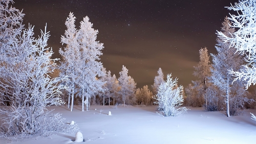 Beautiful Night in Winter Pine Forest