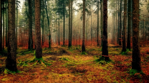 Beautiful Old Autumn Pine Forest