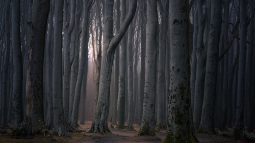 Beautiful Old Dark Forest and Fog
