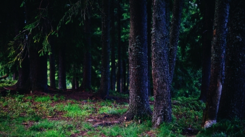 Beautiful Old Dark Pine Forest