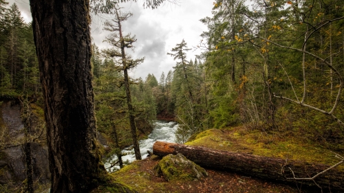 Beautiful Old Forest and River