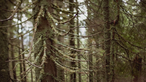 Beautiful Old Forest Trees