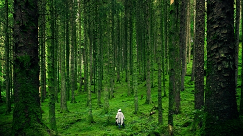 Beautiful Old Green Forest and Lone Man