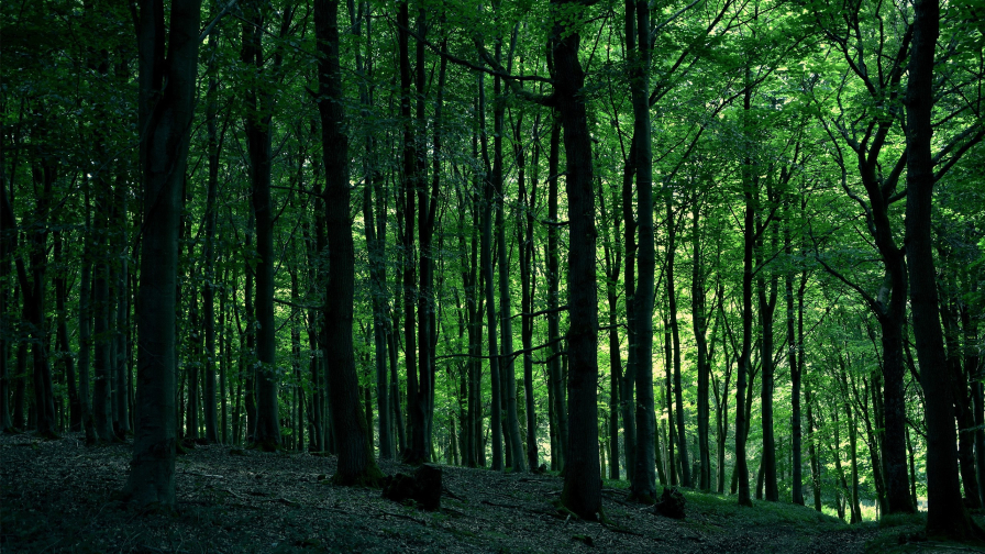 Beautiful Old Green Forest and Sunlight