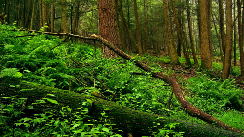 Beautiful Old Green Forest