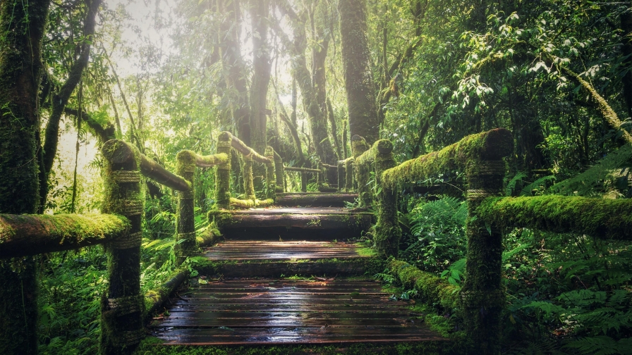 Beautiful Old Woody Steps